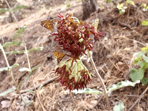 Image of Asclepias hypoleuca by (c) Sue Carnahan, some rights reserved (CC BY)