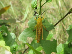Tropidacris cristata
