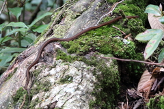 Hebius deschauenseei