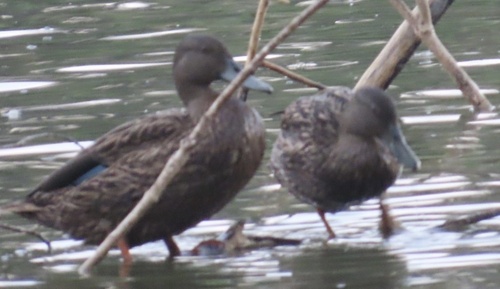 Meller's Duck (Anas melleri), photo 5