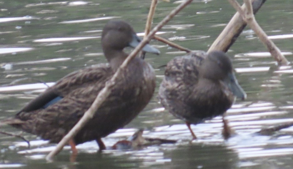 Meller's Duck (Anas melleri), photo 3