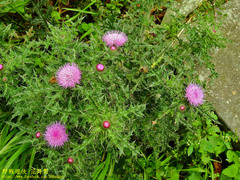 Cirsium japonicum australe