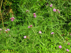 Cirsium japonicum australe
