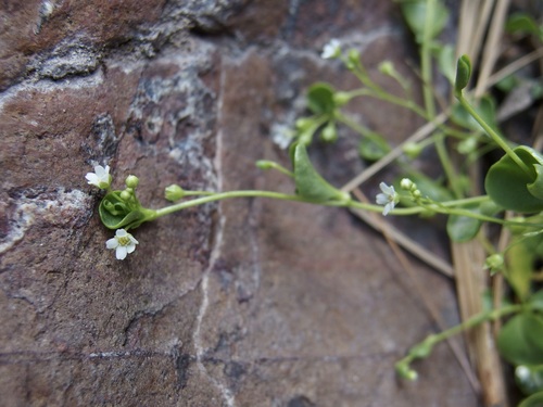 Chiricahua Mountain brookweed (Samolus vagans)