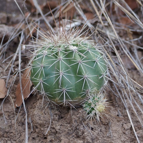 Biznaguita (Echinocereus stoloniferus)