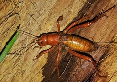 Cratomelus armatus
