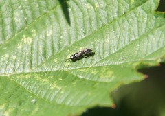 Pemphredonina