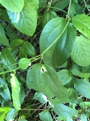 Smilax walteri