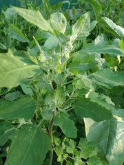 Chenopodium album