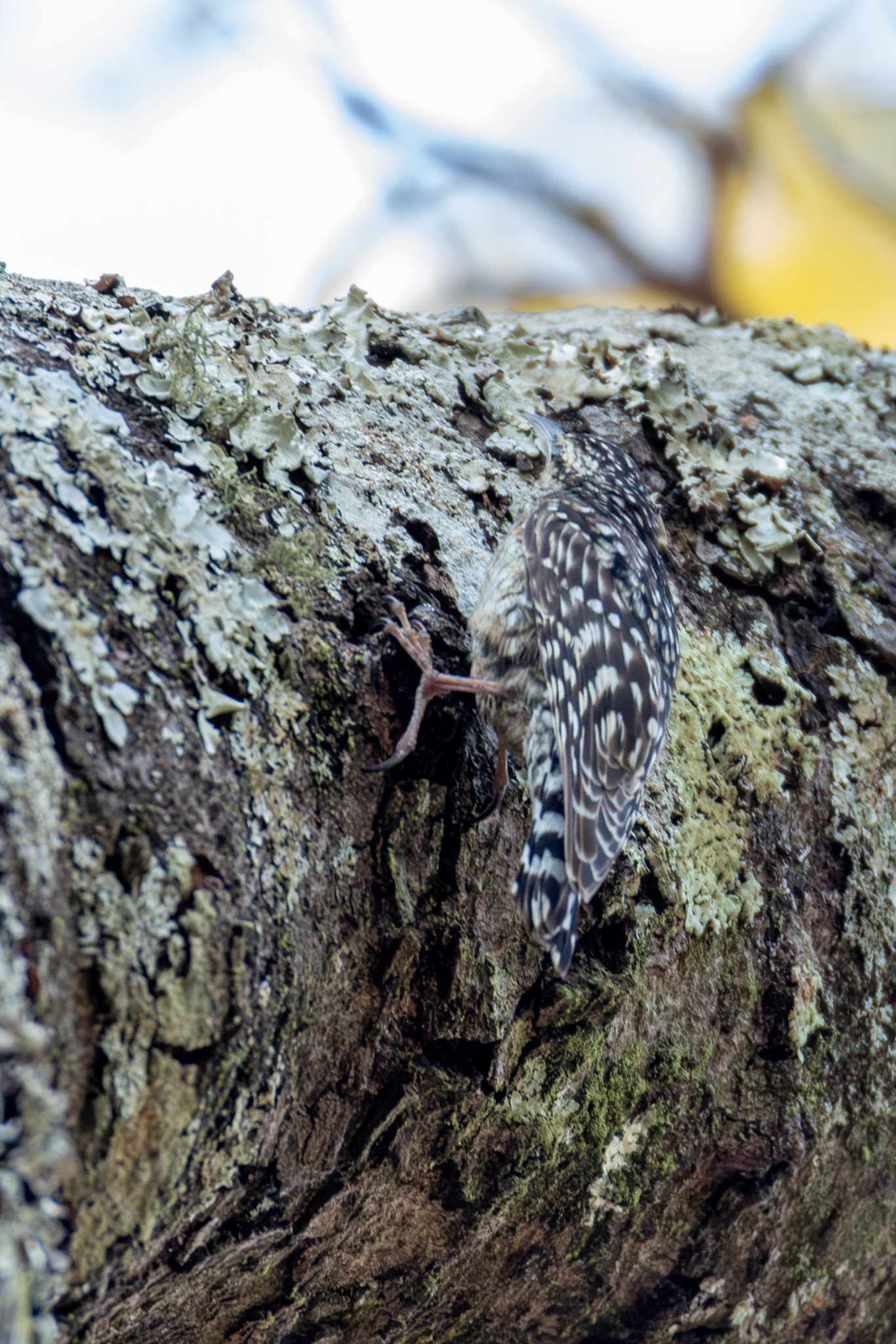 African Spotted Creeper (Salpornis salvadori), photo 2
