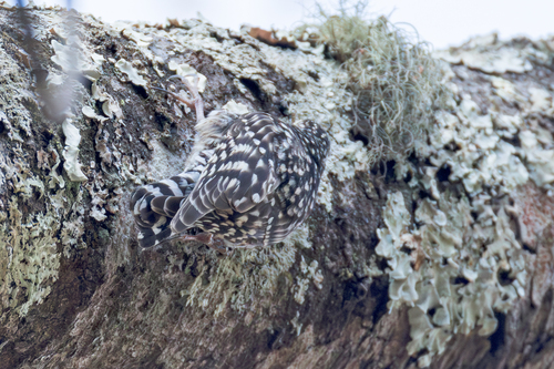 African Spotted Creeper (Salpornis salvadori), photo 3