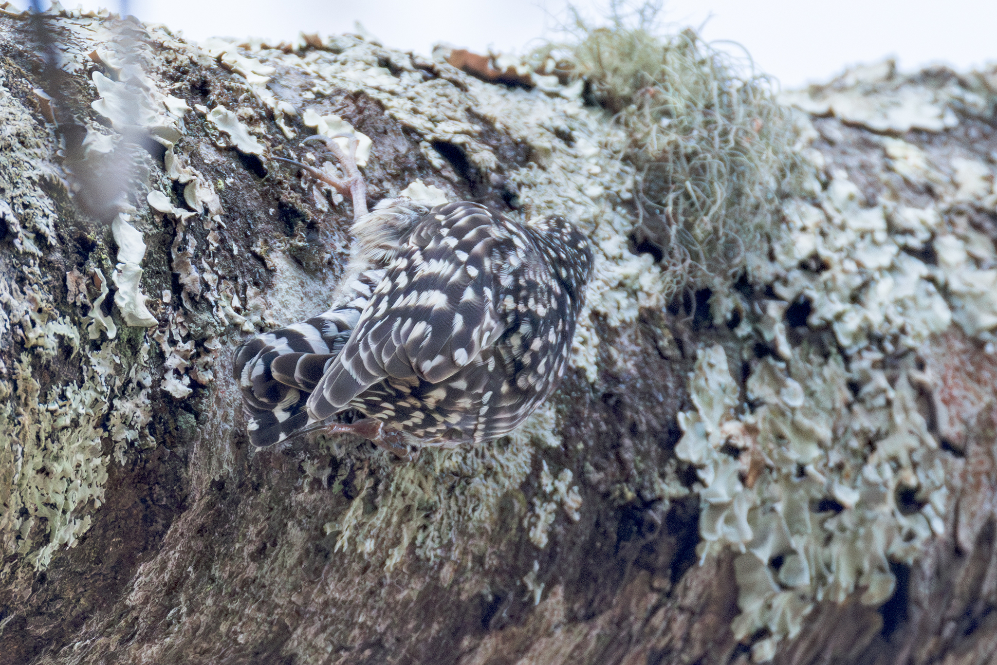 African Spotted Creeper (Salpornis salvadori), photo 1