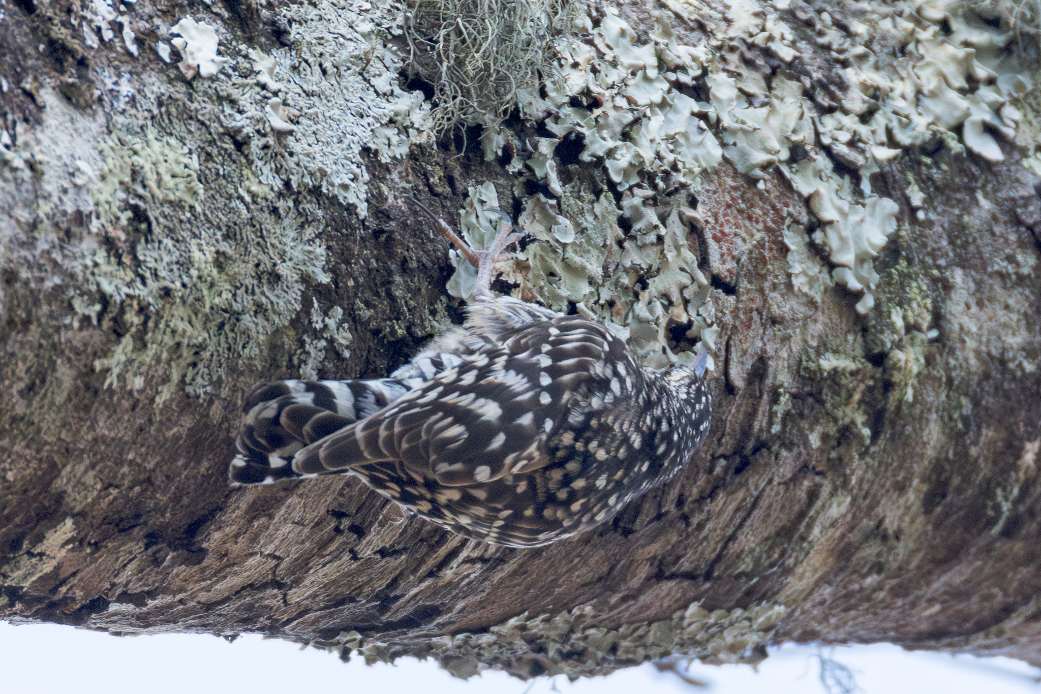 African Spotted Creeper (Salpornis salvadori), photo 6