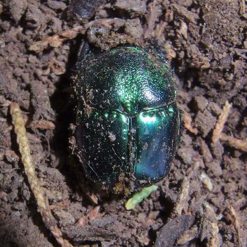 Phanaeus arnaudi