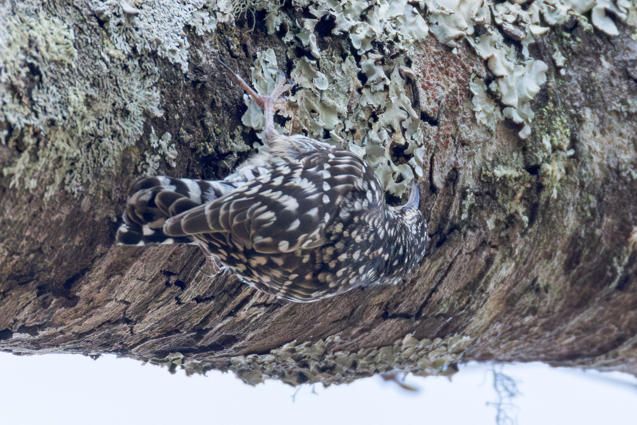 African Spotted Creeper (Salpornis salvadori), photo 8