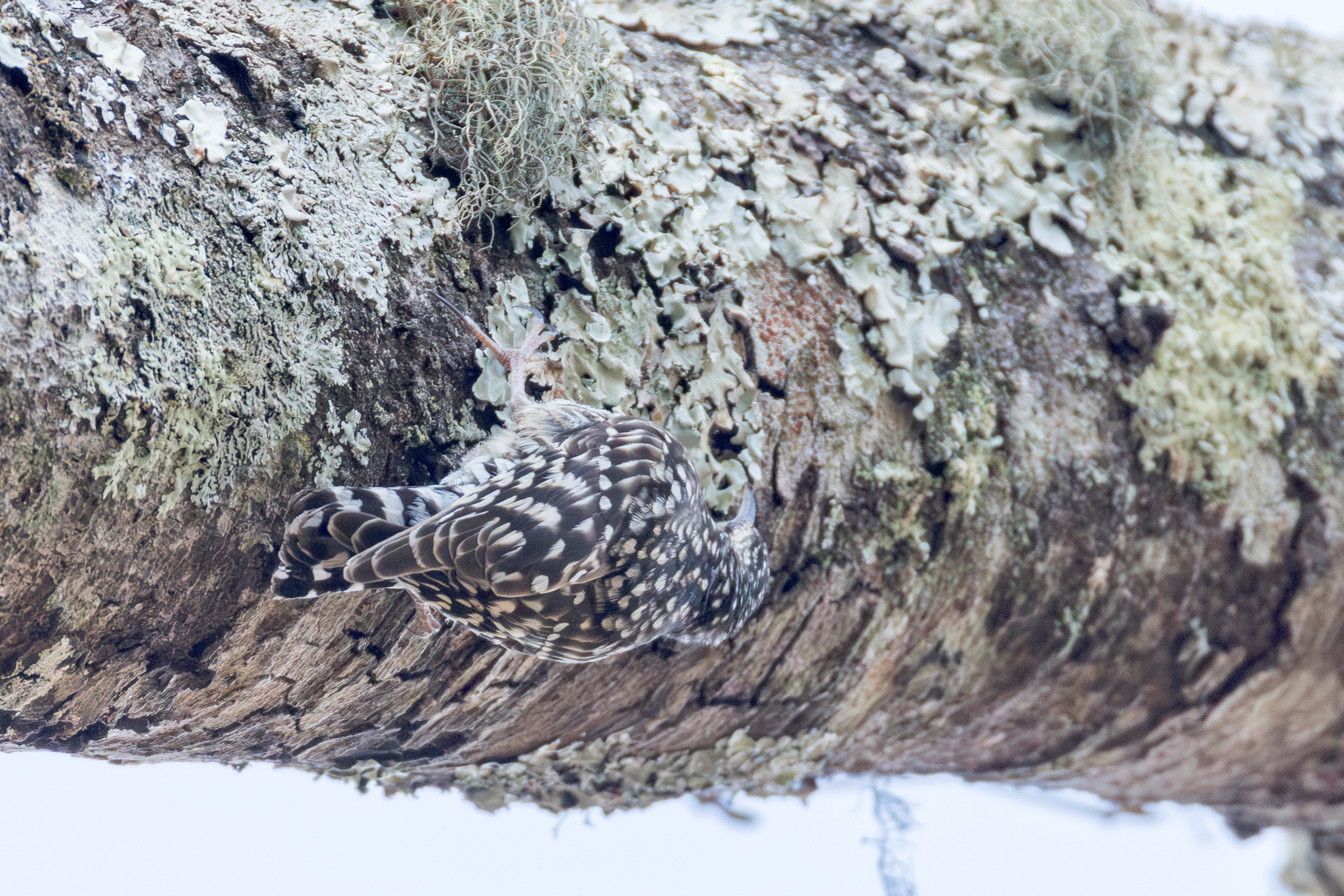 African Spotted Creeper (Salpornis salvadori), photo 7
