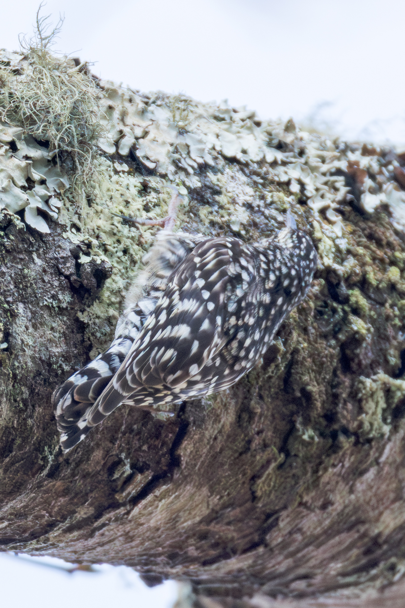 African Spotted Creeper (Salpornis salvadori), photo 9