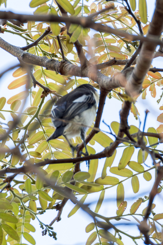 Southern Hyliota (Hyliota australis), photo 5