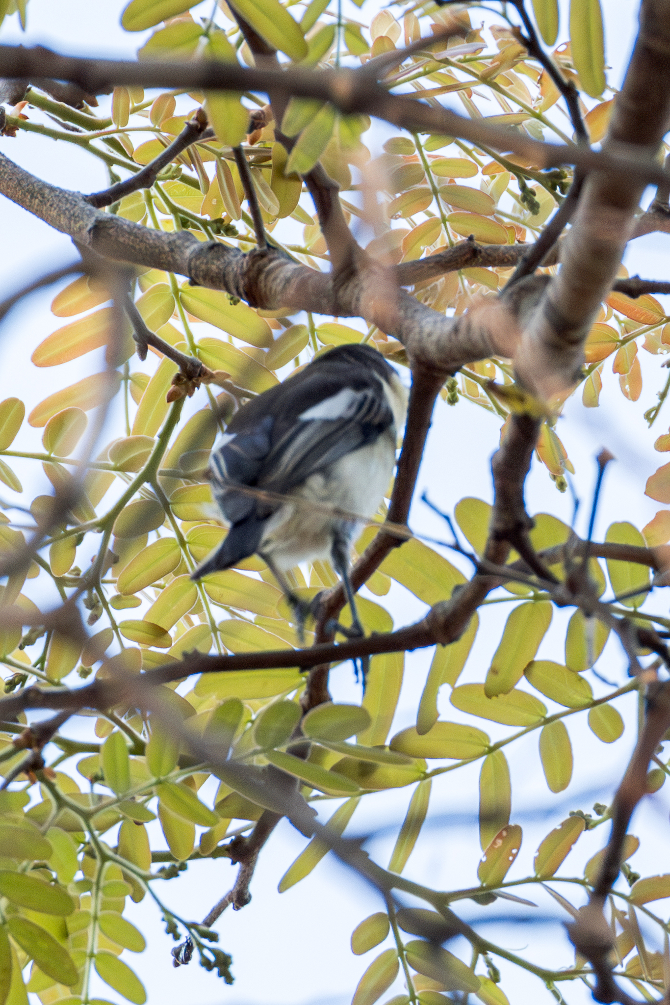 Southern Hyliota (Hyliota australis), photo 5