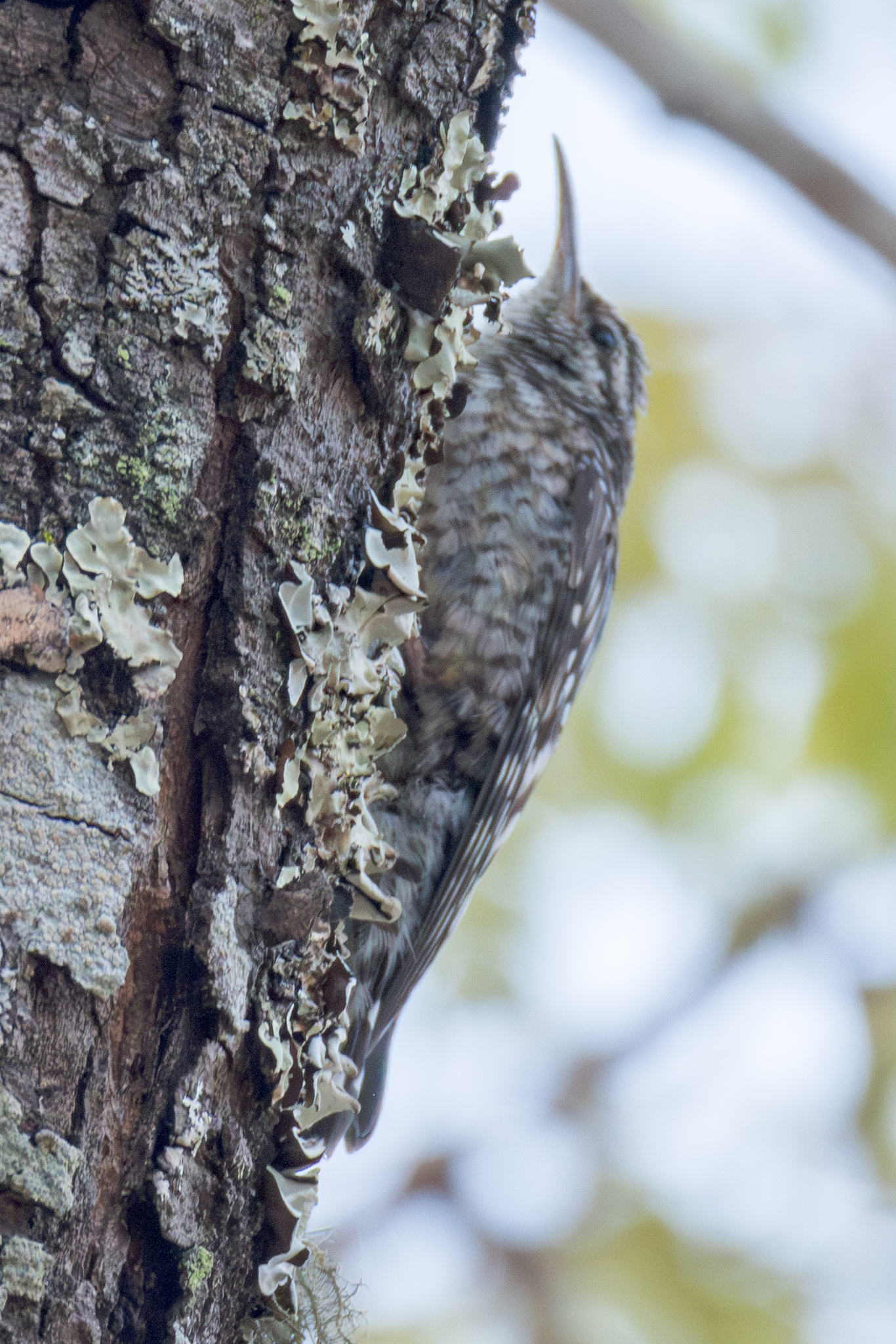 African Spotted Creeper (Salpornis salvadori), photo 10