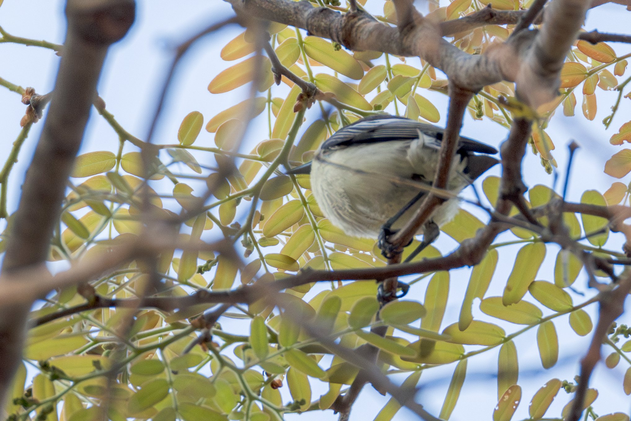 Southern Hyliota (Hyliota australis), photo 6