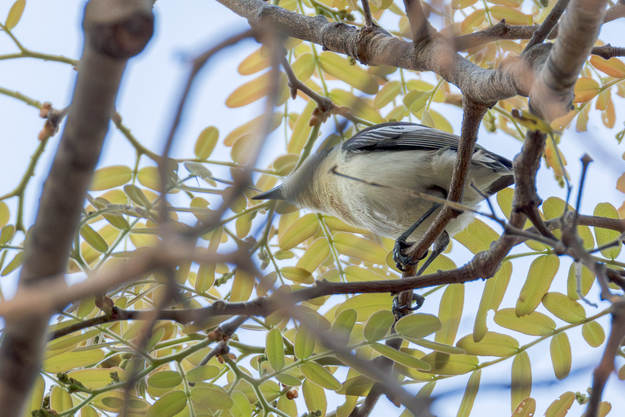 Southern Hyliota (Hyliota australis), photo 7