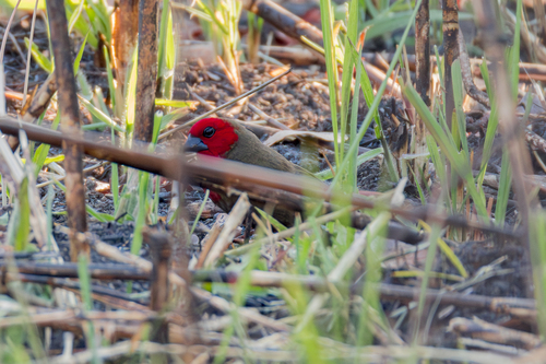 Lesser Seedcracker (Pyrenestes minor), photo 2