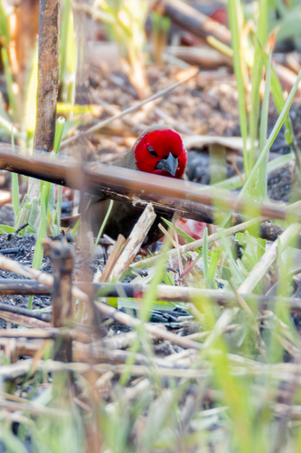 Lesser Seedcracker (Pyrenestes minor), photo 4