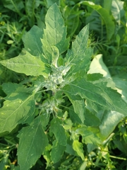 Chenopodium album