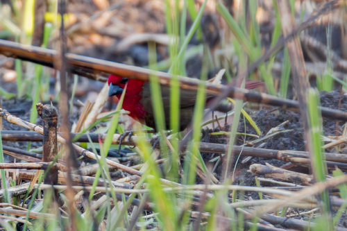 Lesser Seedcracker (Pyrenestes minor), photo 5