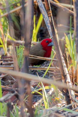 Lesser Seedcracker (Pyrenestes minor), photo 6