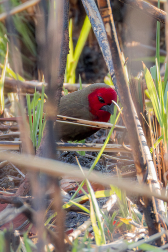 Lesser Seedcracker (Pyrenestes minor), photo 7