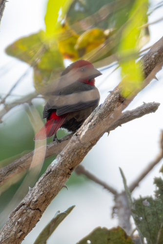 Lesser Seedcracker (Pyrenestes minor), photo 9