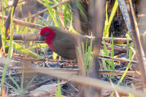 Lesser Seedcracker (Pyrenestes minor), photo 8