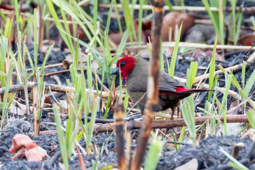 Lesser Seedcracker (Pyrenestes minor), photo 10