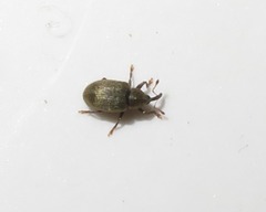 Acalyptus carpini