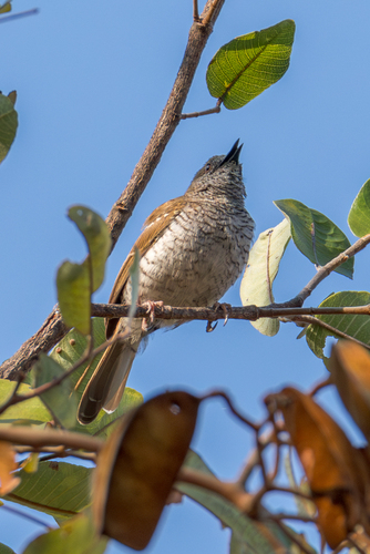 Stierling's Wren-Warbler (Calamonastes stierlingi), photo 5