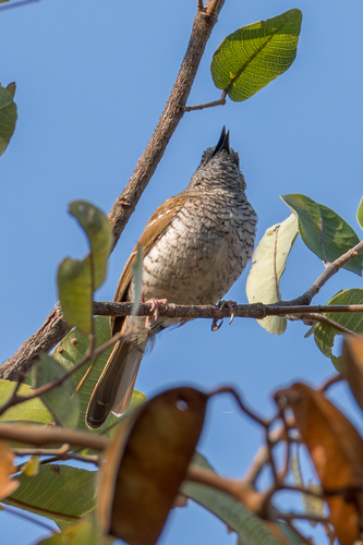 Stierling's Wren-Warbler (Calamonastes stierlingi), photo 6