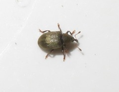 Acalyptus carpini