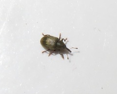 Acalyptus carpini