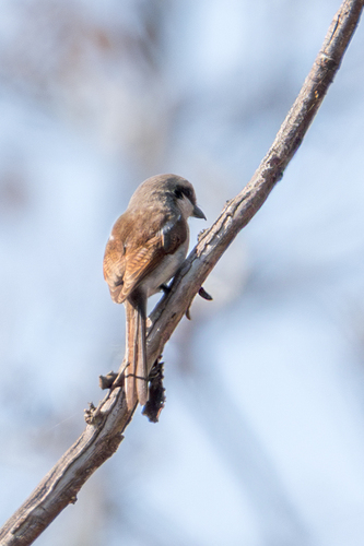 Souza's Shrike (Lanius souzae), photo 7
