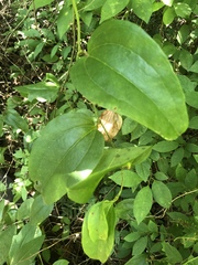 Smilax walteri