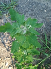 Chenopodium album