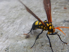 Orcynia calcarata