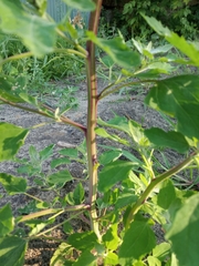 Chenopodium album