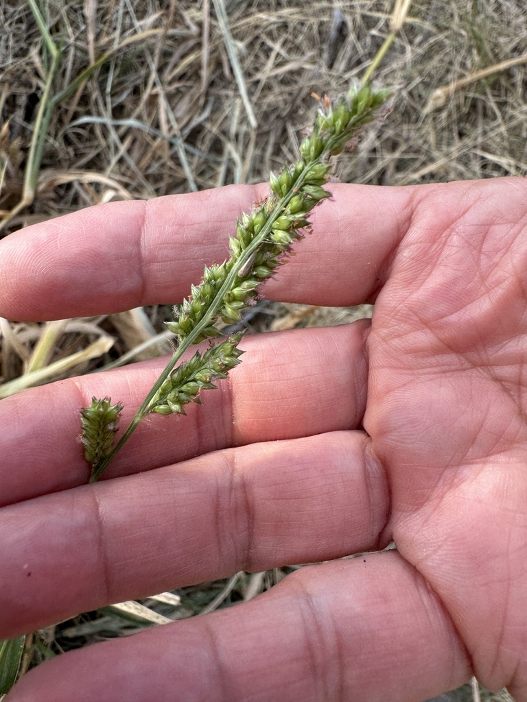 Jungle Rice from Coronado National Forest, Tucson, AZ, US on October 14 ...