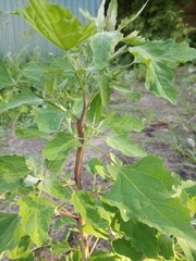 Chenopodium album