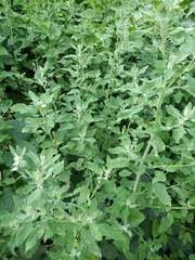 Chenopodium album
