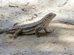 Sceloporus virgatus
