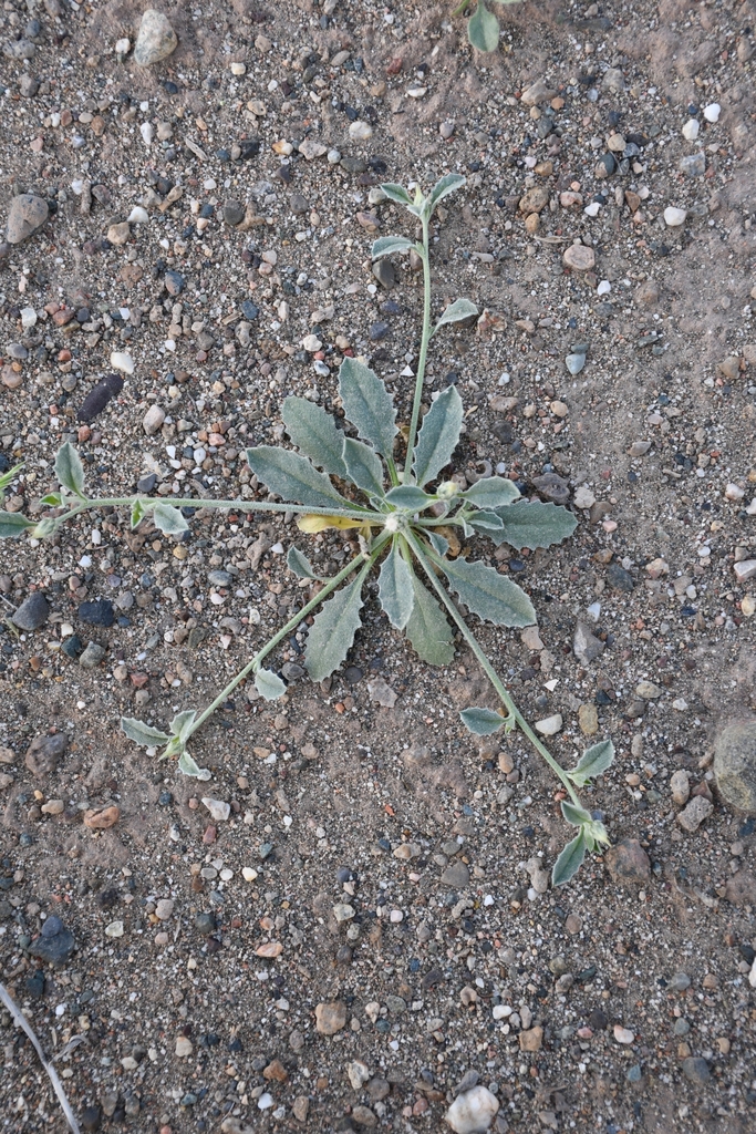 Oligochaeta minima